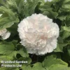 Tree Peony 'Snow Tower' -Cheap Tree Foliage Store PEON SNOWTOWER S50993