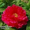 Tree Peony 'Xu Gang'