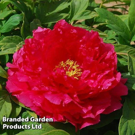 Tree Peony 'Xu Gang' 3 Tree Peony 'Xu Gang'