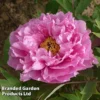 Tree Peony 'Yin Hong Qiao Dui' -Cheap Tree Foliage Store PEON YINHONGQI S50997