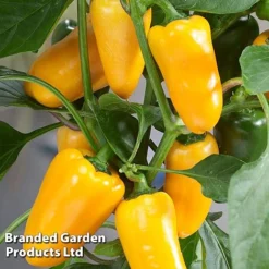 Vegetable Windowsill Collection -Cheap Tree Foliage Store PEPP PILLARSYE S45677