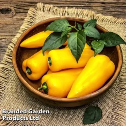 Pepper And Chilli Collection -Cheap Tree Foliage Store PEPP PILLARYEL L38583