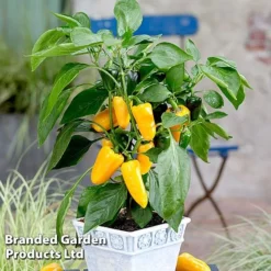 Vegetable Windowsill Collection -Cheap Tree Foliage Store PEPP PILLARYEL S60746