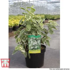 Philadelphus Coronarius 'Variegatus' -Cheap Tree Foliage Store PHIL T66367 C1