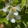 Philadelphus 'Dame Blanche' -Cheap Tree Foliage Store PHIL T66368 A