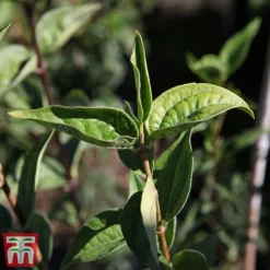 Philadelphus 'Dame Blanche' 5 Philadelphus 'Dame Blanche' -Cheap Tree Foliage Store PHIL T66368 B