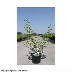 Philadelphus Innocence -Cheap Tree Foliage Store PHIL T66370 B h