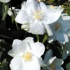 Philadelphus 'Natchez' -Cheap Tree Foliage Store PHIL T66372 A h