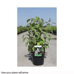 Philadelphus 'Starbright' -Cheap Tree Foliage Store PHIL T66374 B h