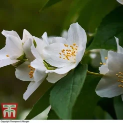 Philadelphus 'Starbright' -Cheap Tree Foliage Store PHIL T66374 C