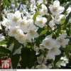 Philadelphus 'Starbright' -Cheap Tree Foliage Store PHIL T66374 E
