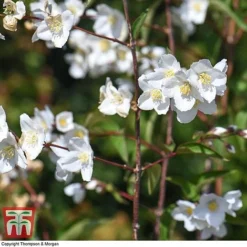 Philadelphus 'Starbright' -Cheap Tree Foliage Store PHIL T66374 J