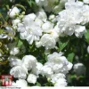 Philadelphus 'Virginal' -Cheap Tree Foliage Store PHIL T68144 F