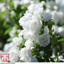 Philadelphus 'Virginal' -Cheap Tree Foliage Store PHIL T68144 I