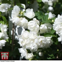 Philadelphus 'Virginal' -Cheap Tree Foliage Store PHIL T68144 J