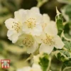 Philadelphus Coronarius 'Variegatus' -Cheap Tree Foliage Store PHIL t66367 A
