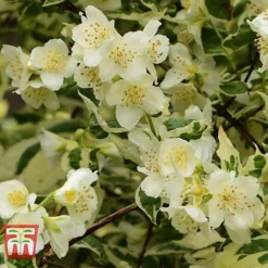 Philadelphus Coronarius 'Variegatus' -Cheap Tree Foliage Store PHIL t66367 B