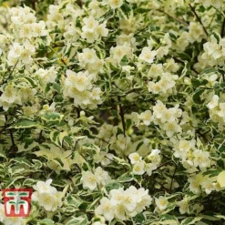 Philadelphus Coronarius 'Variegatus' -Cheap Tree Foliage Store PHIL t66367 D