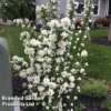 Philadelphus 'Pearls Of Perfume' -Cheap Tree Foliage Store PHIL PEARLPERF H41552