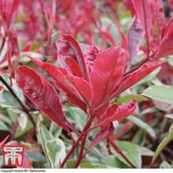 Photinia X Fraseri 'Pink Marble' -Cheap Tree Foliage Store PHOT T57870 A