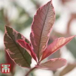 Photinia X Fraseri 'Pink Marble' -Cheap Tree Foliage Store PHOT T57870 C