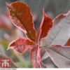 Photinia X Fraseri 'Pink Marble' 2 Photinia X Fraseri 'Pink Marble' -Cheap Tree Foliage Store PHOT T57870 D