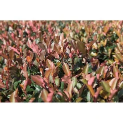 Photinia Fraseri 'Little Red Robin' -Cheap Tree Foliage Store PHOT T68445 A h