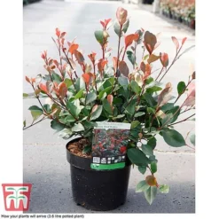 Photinia Fraseri 'Little Red Robin' -Cheap Tree Foliage Store PHOT T68445 B