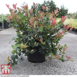 Photinia Fraseri 'Little Red Robin' -Cheap Tree Foliage Store PHOT T68445 C