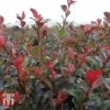 Photinia Fraseri 'Little Red Robin' 2 Photinia Fraseri 'Little Red Robin' -Cheap Tree Foliage Store PHOT T68445 D