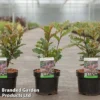 Photinia Serratifolia 'Crunchy' 2 Photinia Serratifolia 'Crunchy' -Cheap Tree Foliage Store PHOT CRUNCHY1