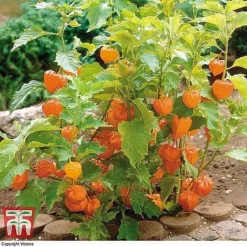 Everlasting Perennial Collection -Cheap Tree Foliage Store PHYS 10631 A2