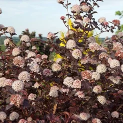 Physocarpus Opulifolius 'Lady In Red' -Cheap Tree Foliage Store PHYS T58482 A h