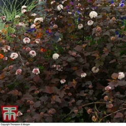 Physocarpus Opulifolius 'Lady In Red' -Cheap Tree Foliage Store PHYS T58482 D