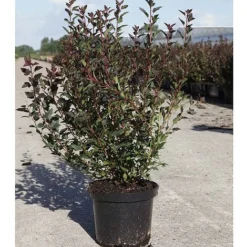 Physocarpus Opulifolius 'Little Devil' -Cheap Tree Foliage Store PHYS T62073 B h