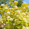 Physocarpus Opulifolius 'Angel Gold' 1 Physocarpus Opulifolius 'Angel Gold' -Cheap Tree Foliage Store PHYS T66378 A