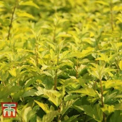 Physocarpus Opulifolius 'Angel Gold' -Cheap Tree Foliage Store PHYS T66378 D