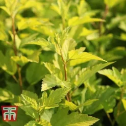 Physocarpus Opulifolius 'Angel Gold' -Cheap Tree Foliage Store PHYS T66378 E