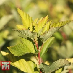 Physocarpus Opulifolius 'Angel Gold' -Cheap Tree Foliage Store PHYS T66378 F