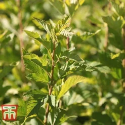 Physocarpus Opulifolius 'Angel Gold' -Cheap Tree Foliage Store PHYS T66378 G