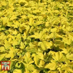 Physocarpus Opulifolius 'Angel Gold' -Cheap Tree Foliage Store PHYS T66378 I