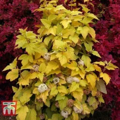 Physocarpus Opulifolius 'Angel Gold' -Cheap Tree Foliage Store PHYS T66378 K