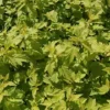 Physocarpus Opulifolius 'Darts Gold' -Cheap Tree Foliage Store PHYS T66379 A h