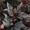 Physocarpus Opulifolius 'Summer Wine' -Cheap Tree Foliage Store PHYS T66383 A