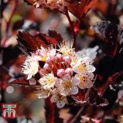 Physocarpus Opulifolius 'Summer Wine' -Cheap Tree Foliage Store PHYS T66383 B