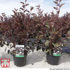 Physocarpus Opulifolius 'Summer Wine' -Cheap Tree Foliage Store PHYS T66383 C