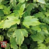 Physocarpus Opulifolius 'Annys Gold' -Cheap Tree Foliage Store PHYS T68146 A