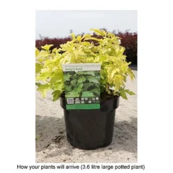 Physocarpus Opulifolius 'Annys Gold' -Cheap Tree Foliage Store PHYS T68146 B h