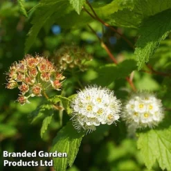 Physocarpus Capitatus 'Tilden Park'