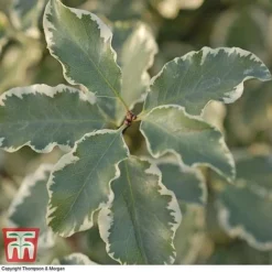 Pittosporum Tenuifolium 'Variegatum' -Cheap Tree Foliage Store PITT T80318 B